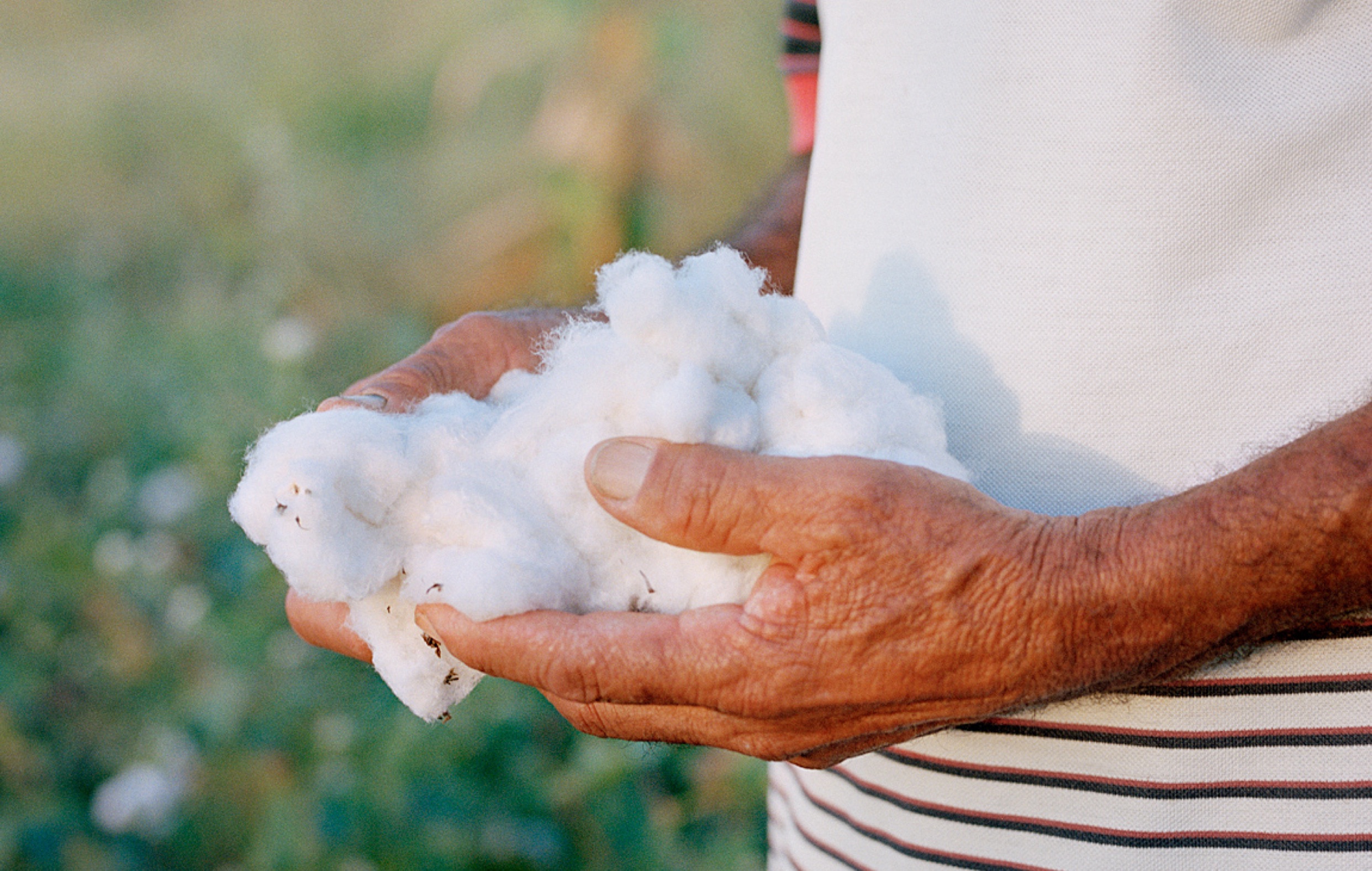 Homem segurando algodao agroecologico com as mãos VERT/VEJA