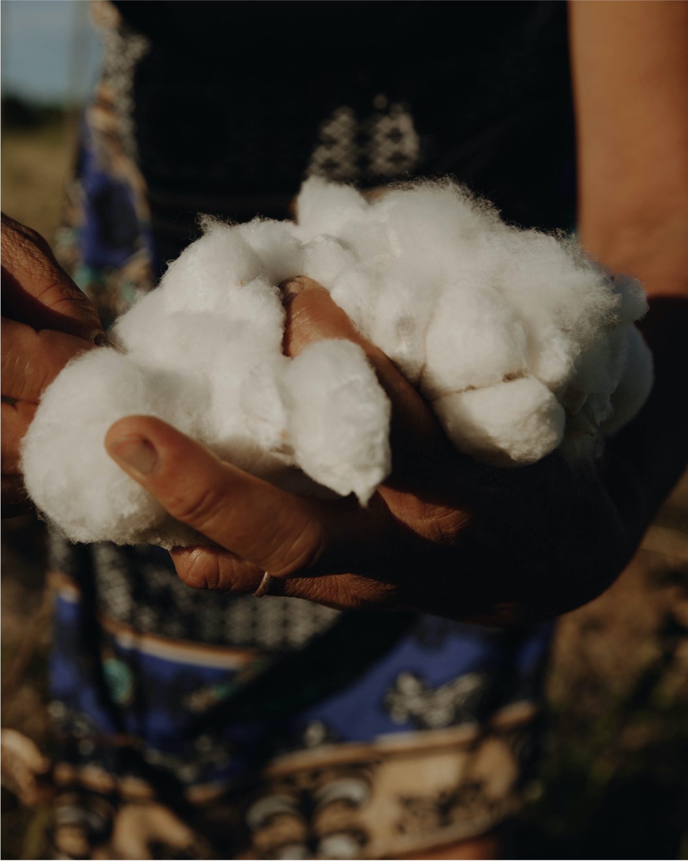 Coleta do algodão agroecologico