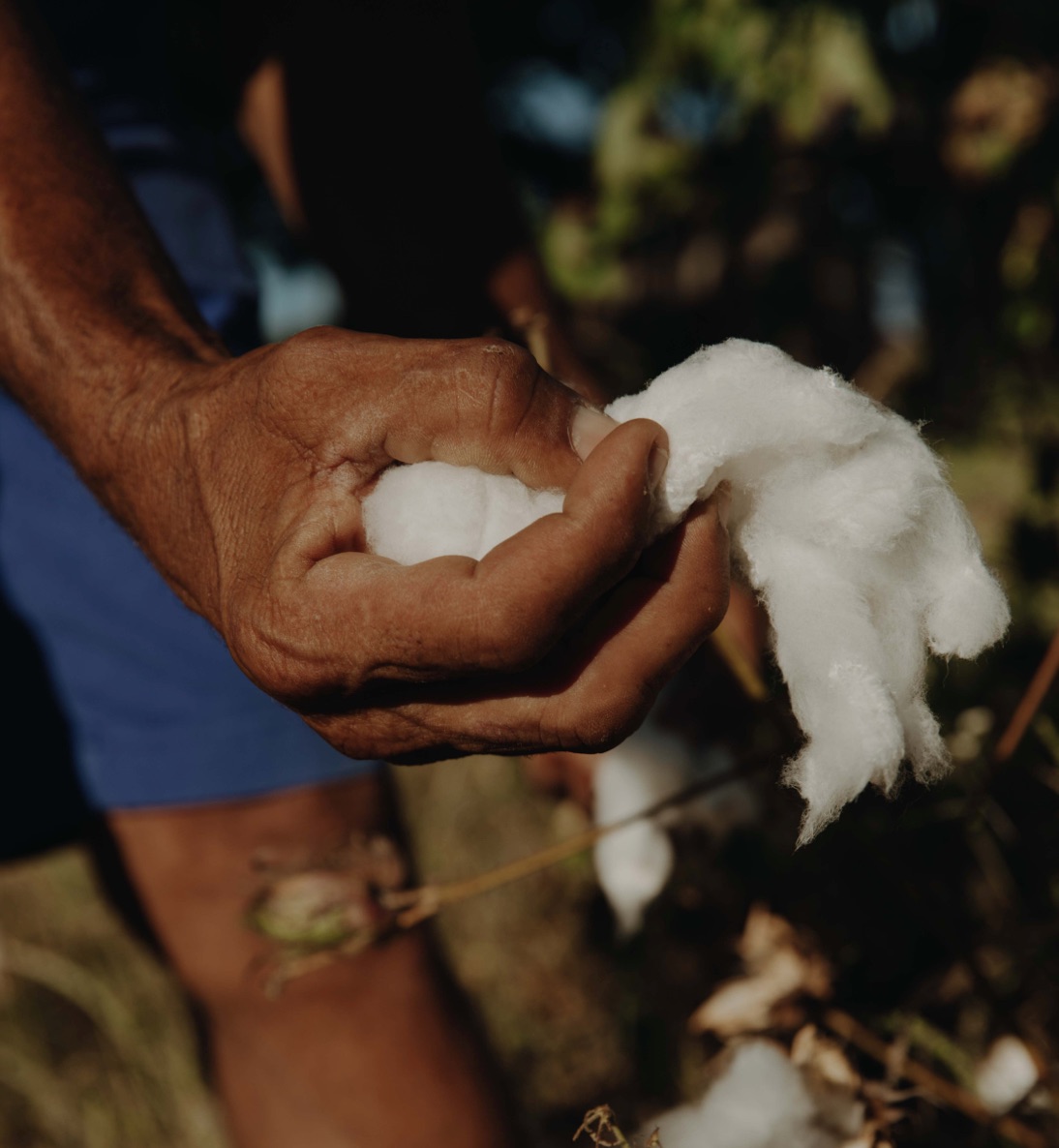 Colheita do algodão agroecologico VERT/VEJA