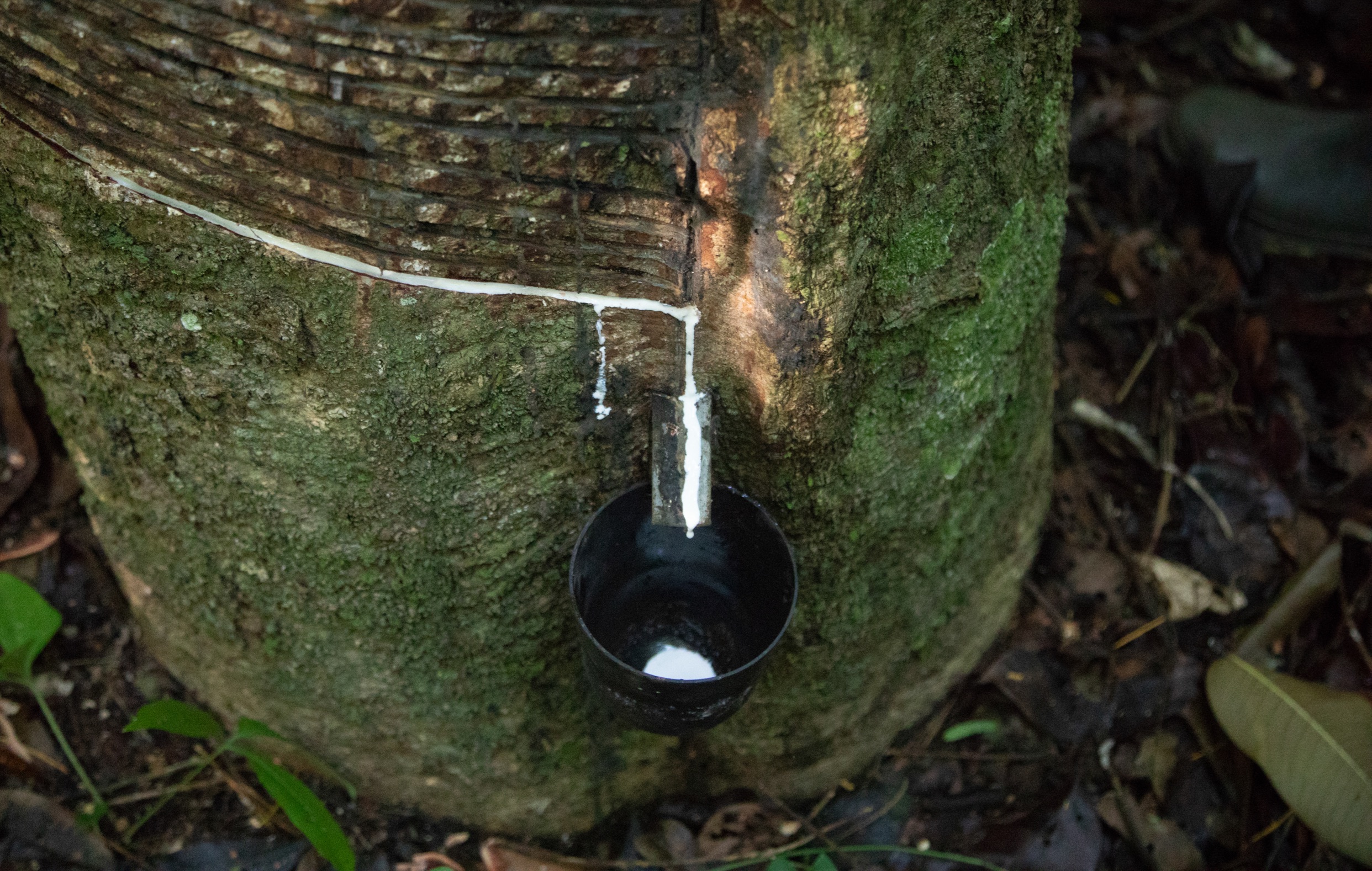 Produção da borracha amazônica nas seringueiras