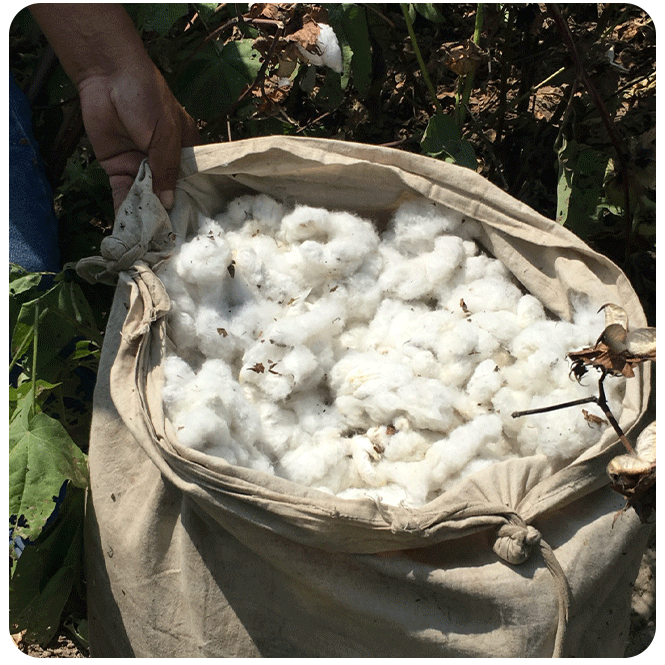 Fardo de algodão orgânico 