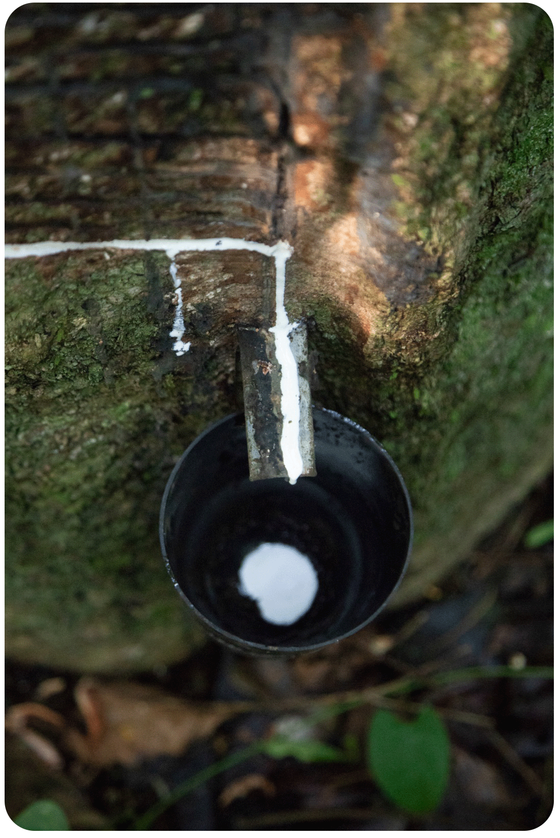 Colheita de látex da árvore seringueira na Amazônia