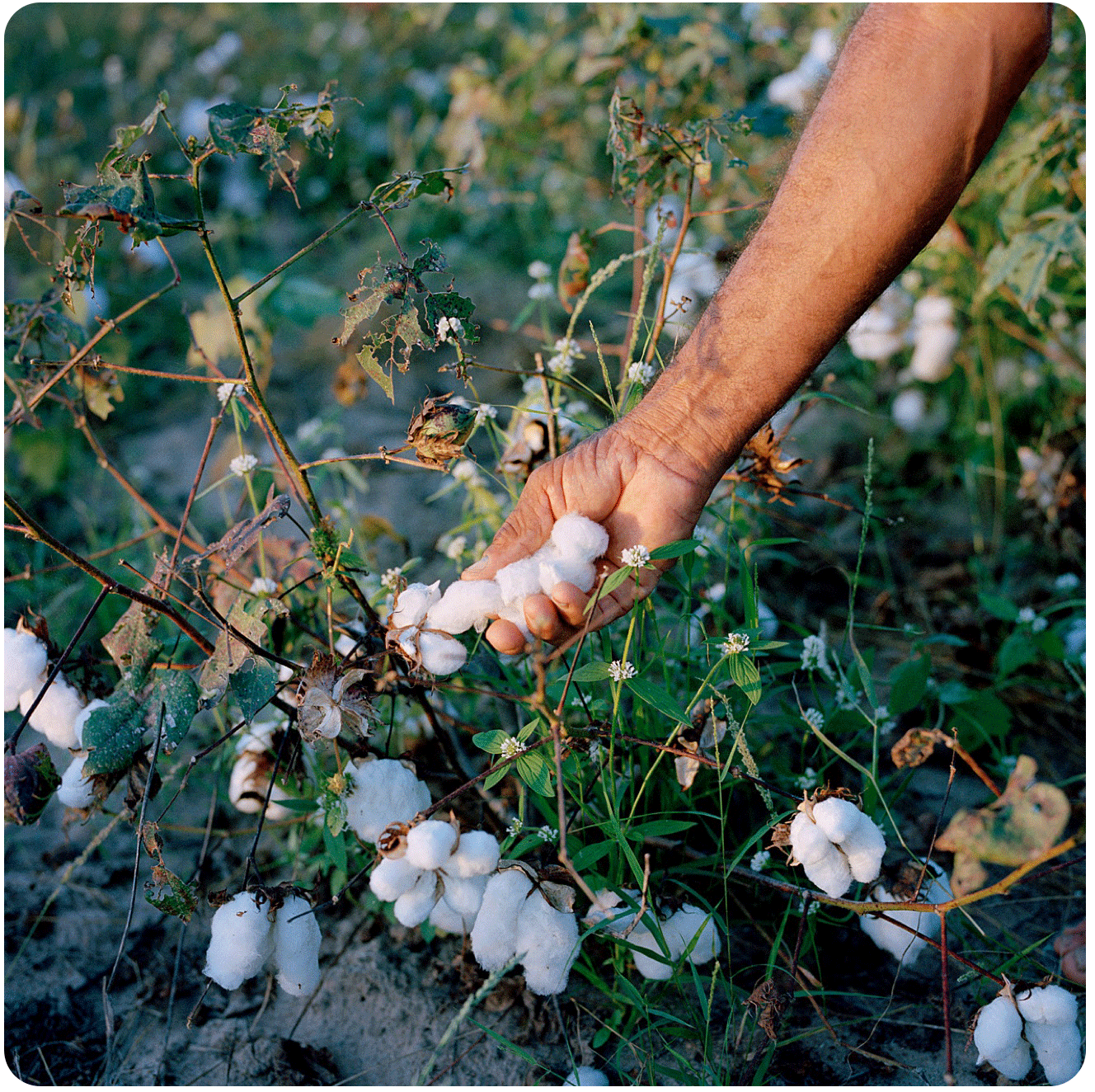 Colheita de flores de algodão orgânico